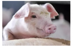 大歐資訊|瘦肉型豬飼養新方法