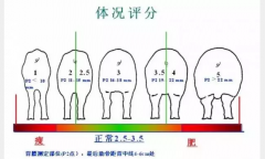 大歐資訊|豬場實際生產中母豬背膘的觀察與膘情